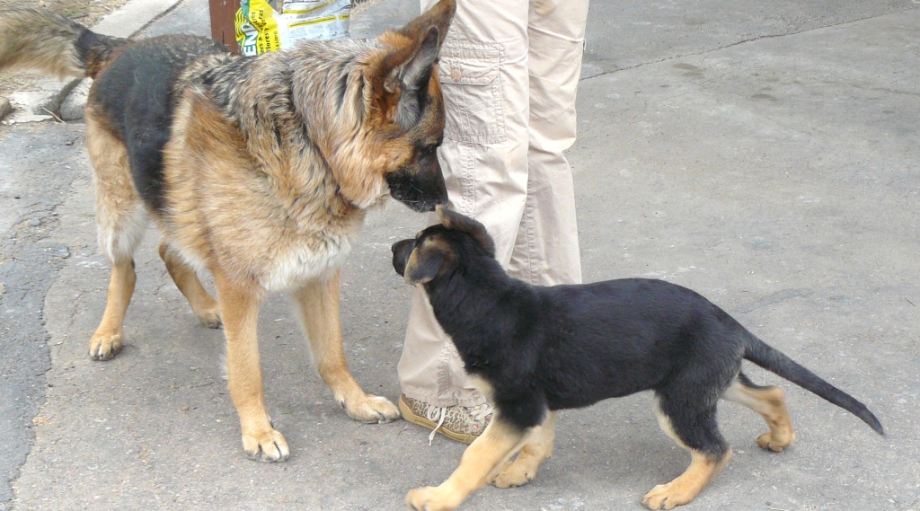 Pharaoh demonstrating his benevolent status with puppy Cleo. April 2012.