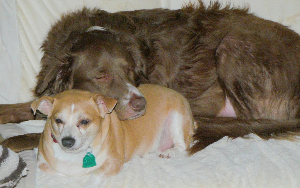 Oliver and Pedy adoring each other.