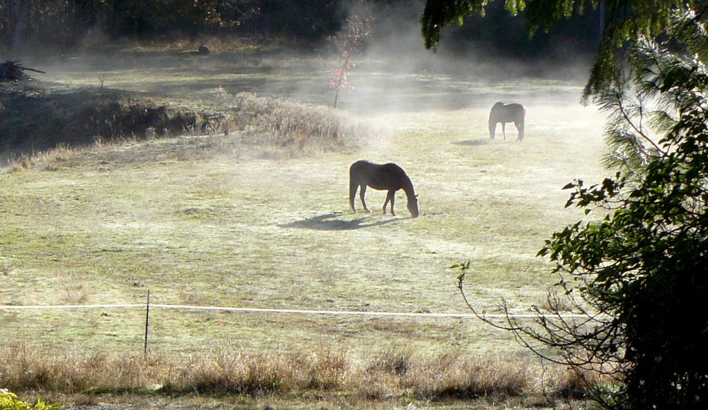 Last but not least! Photograph taken two days ago by yours truly reflecting my feelings of wonder at being alive in this world!