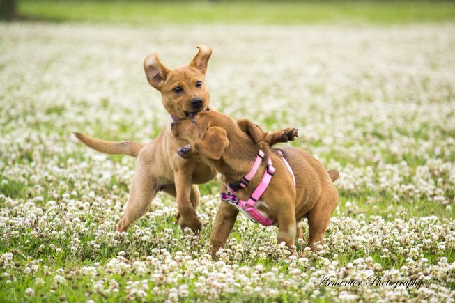If a dog plays too rough, other dogs may exclude him from play. (Photo: Brad Armentor/flickr)