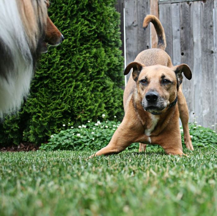 The bow is a signal for play to commence — but there's more to it than that. (Photo: Mike McCune/flickr)