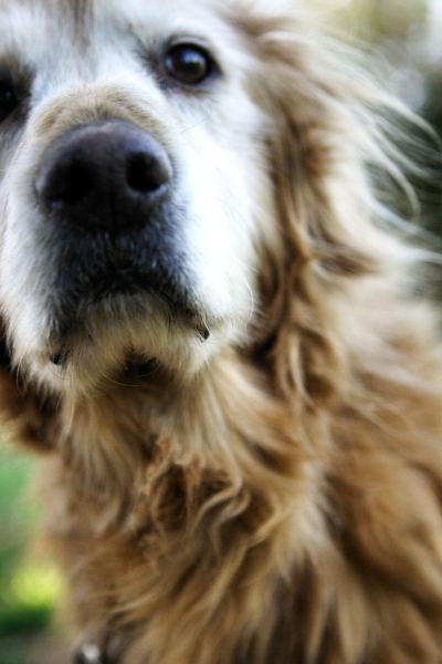 Sasha (1995 - 2010) R.I.P.