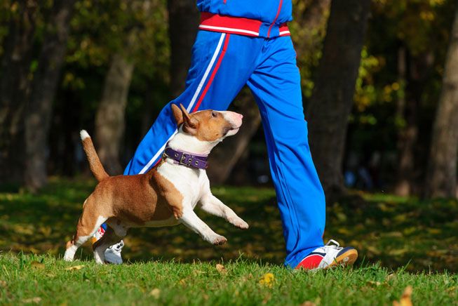 Dog owners who take their canine companions on walks tend to be trimmer and fitter than their fellow dog-less peers. (Photo: AMatveev/Shutterstock)