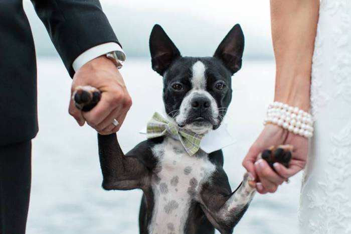 wedding dogs3