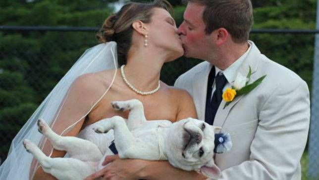 wedding dogs4