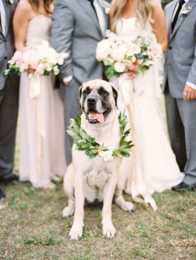 wedding dogs7