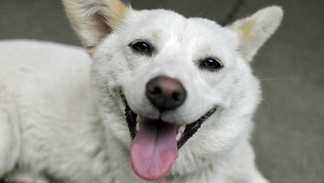 Photo: Kiuko/flickr.