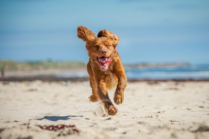 Regular exercise and outdoor time are great ways to boost a dog's quality of life. (Photo: Shutterstock)