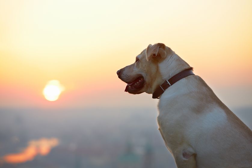 Researchers think rapamycin might increase a dog's healthy life span by up to 5 years. (Photo: Shutterstock)