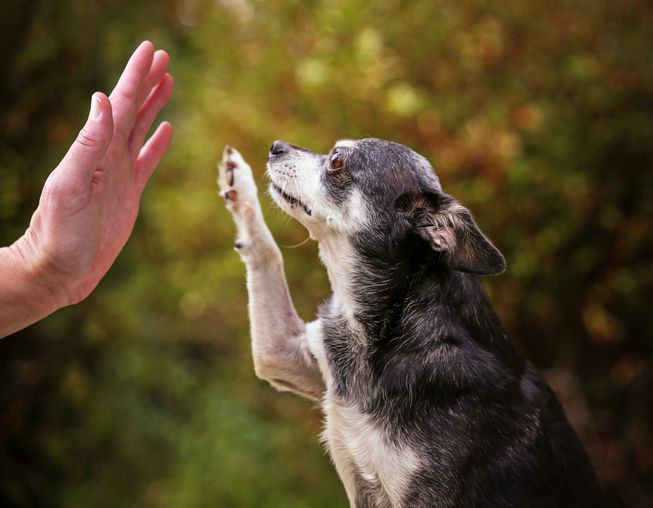 Old dogs can learn new tricks with ease! (Photo: Annette Shaff/Shutterstock)