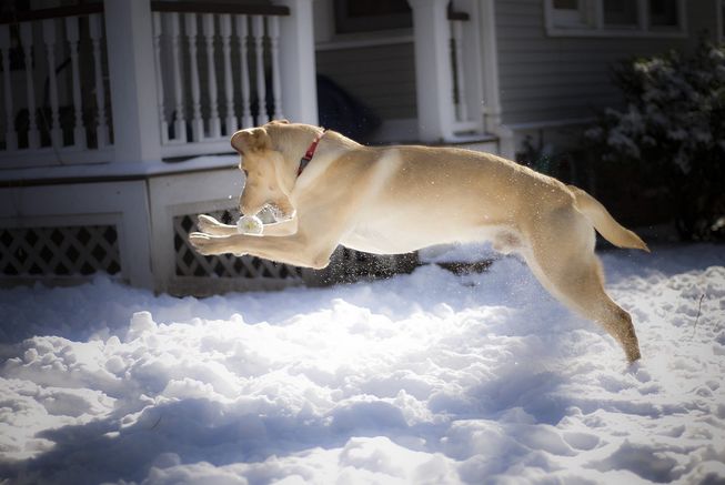 It may be made of snow, but it's just another toy ball to your dog. (Photo: b r/flickr)
