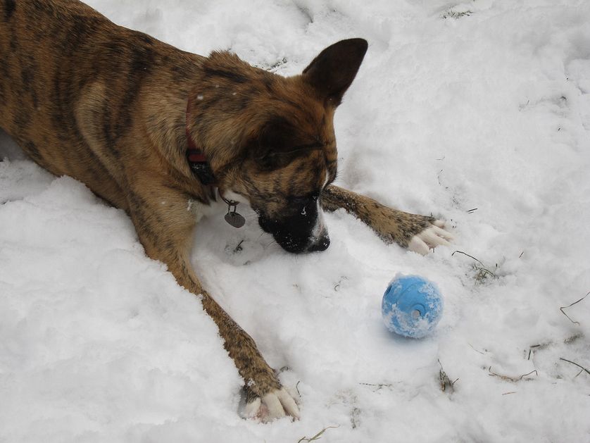 snow12