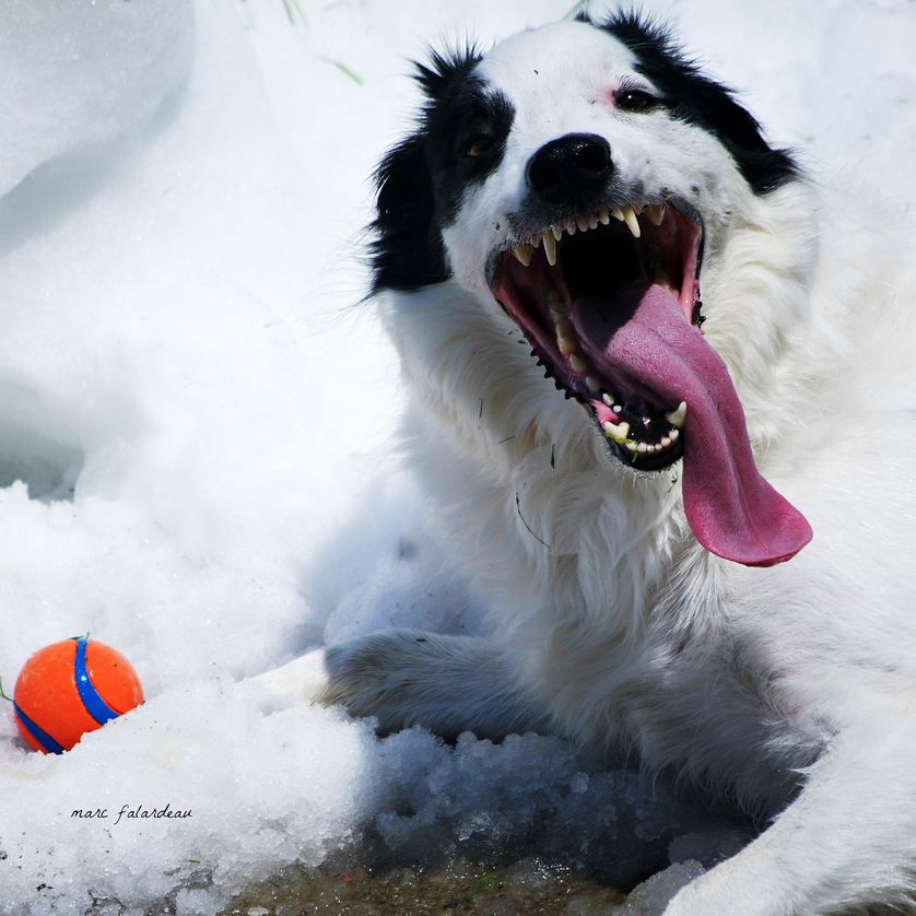 Photo: marc falardeau/flickr