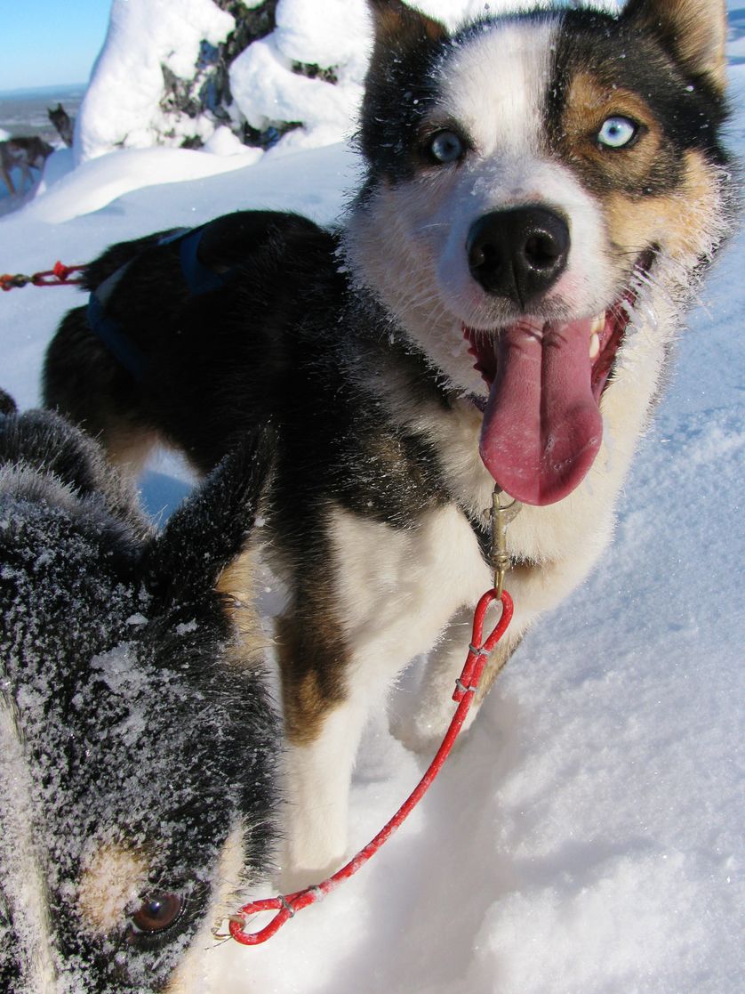 snow9