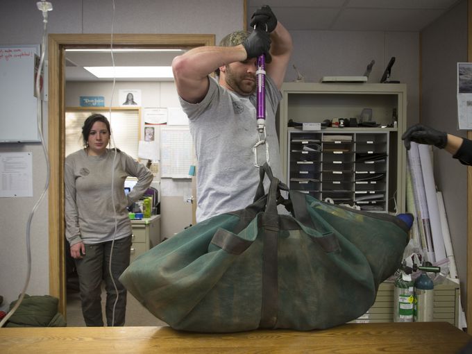 Mexican wolf biologist Brent Wolf weighs Wolf No. M1342 in the Alpine field office. Mark Henle/The Republic