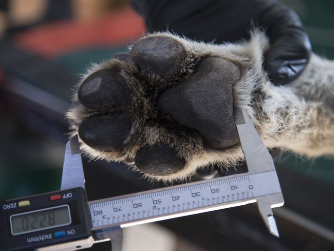 Measurements are taken of Wolf No. M1342's paws. Mark Henle/The Republic