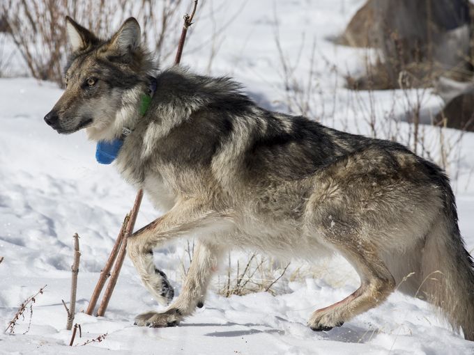 Wolf No. M1342 walked slowly across the meadow, likely to be reunited with his mate once he heard a howl. Mark Henle/The Republic
