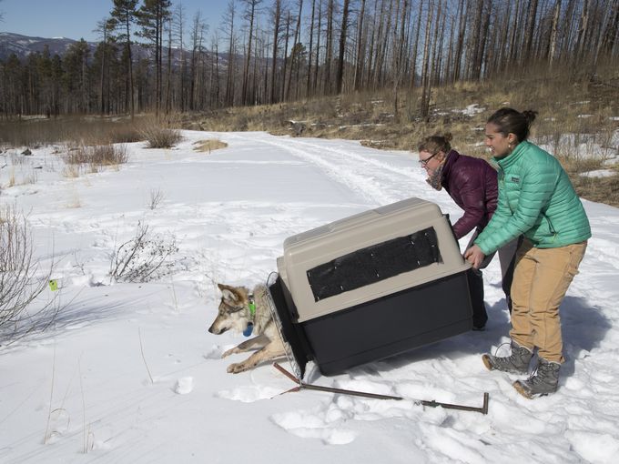  From left, interns Hannah Manninen and Becca Thomas-Kuzilik release Wolf No. M1342 at Escudilla Mountain. Mark Henle/The Republic