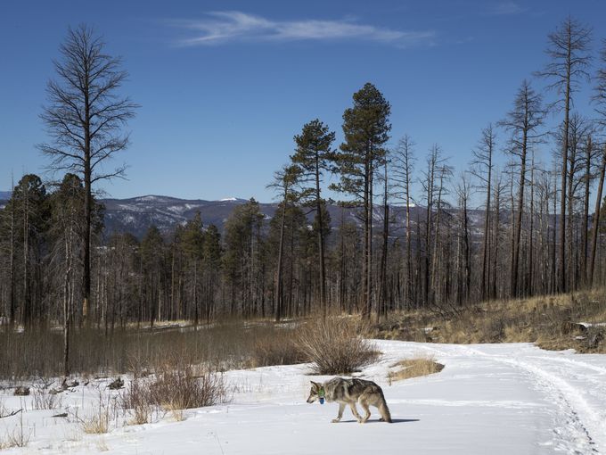  Wolf No. M1342 and his mate are believed to have mated last year, but did not produce any surviving pups. Researchers say their experience should help the wolves when they try again. Mark Henle/The Republic