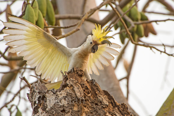 Cockatoo--Abbotti--Nest 4 Display 4-M