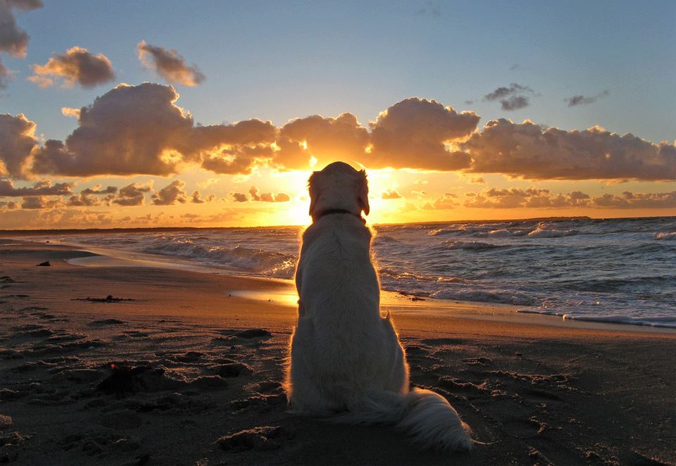 sunsetdog