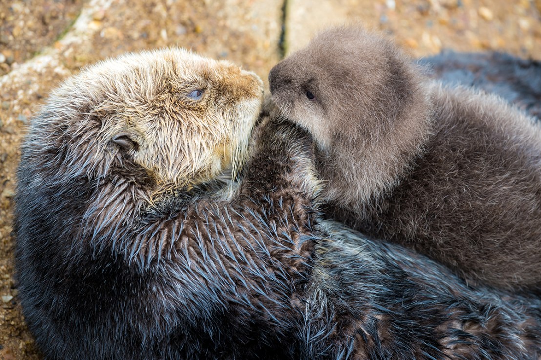 Sea Otter gives birth to newborn pup in Monterey Bay Aquarium Tide Pool