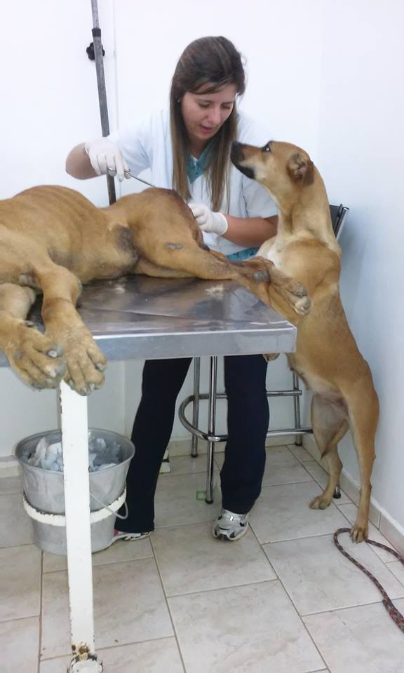 12647160_743514762450748_8548235142741434775_n