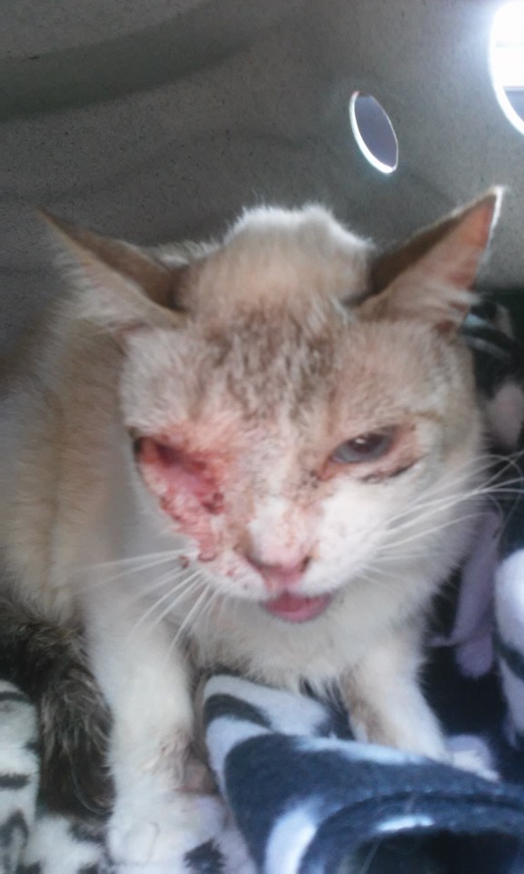 12651257_744030742399150_8059991037127794727_n