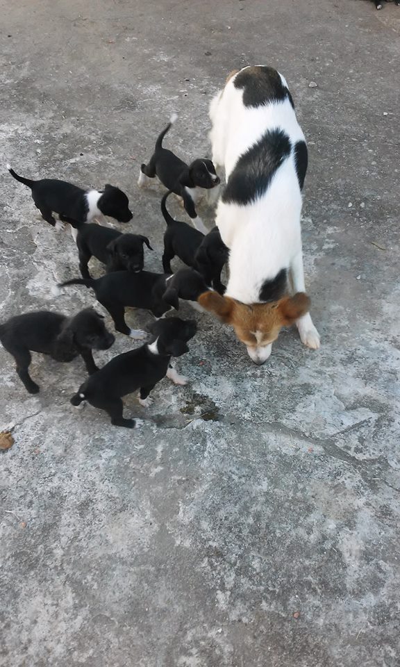 12661938_745930475542510_5091027821470656796_n