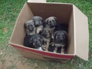 box-of-puppies