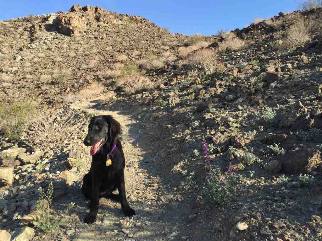 Lexi at two months old - 26th March, 2016.