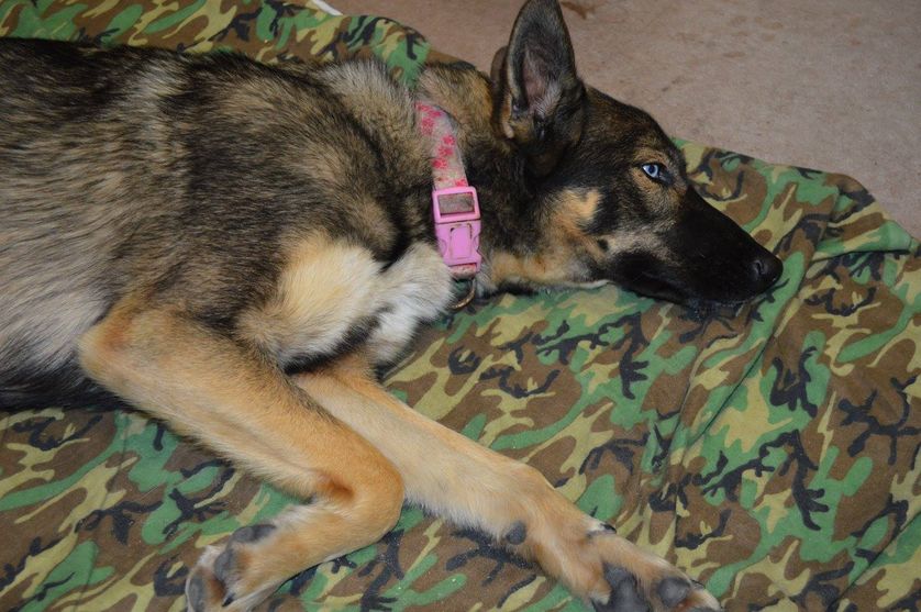 After more than a month of being gone, Luna takes a well-deserved nap. (Photo: U.S. Navy - Naval Base Coronado)