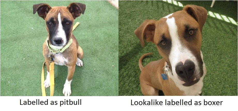 These two dogs may look similar, but the pit bull label could mean that the one on the left may wait a lot longer to find a home. (Arizona Animal Welfare League)