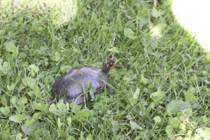 Turtles come through my backyard every summer to lay their eggs in the same place. Each generation of turtle somehow knows the exact route, like they have their own inner GPS.
