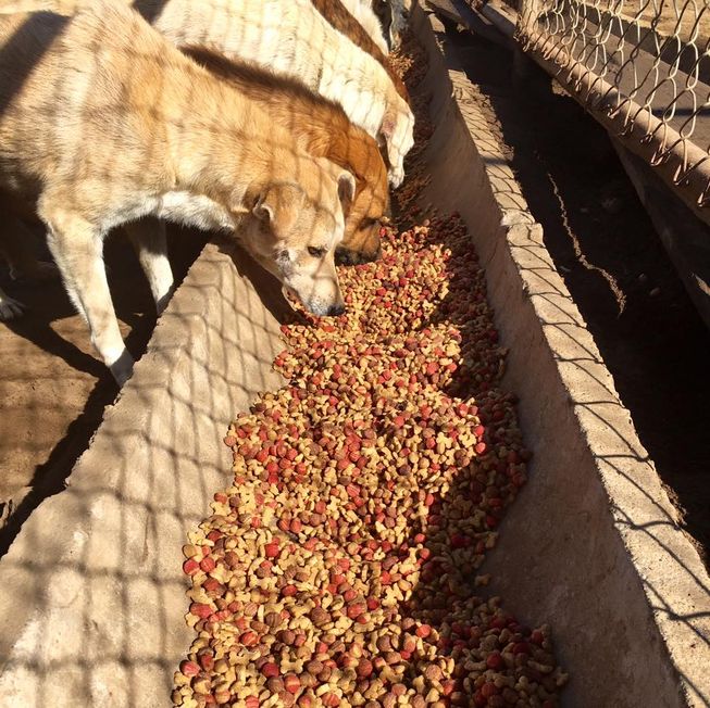 (Photo: Territorio de Zaguates)