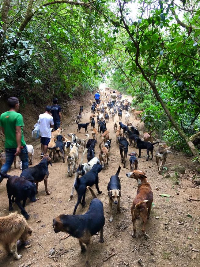 A pack of rescued dogs take a leisurely walk in the woods with a few of the sanctuary's hard-working volunteers. (Photo: Territorio de Zaguates)