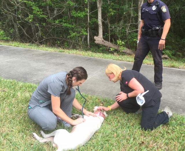 An on-site health check immediately following the rescue does not reveal any serious health concerns.