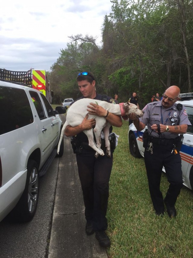 Police officers carry Jane Dog who’s true identity was later revealed to be Sailor.