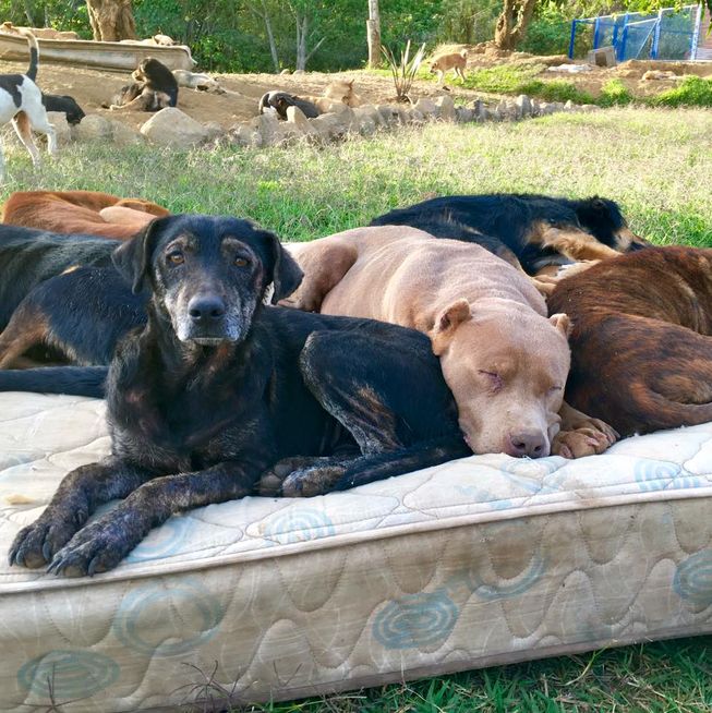 (Photo: Territorio de Zaguates)