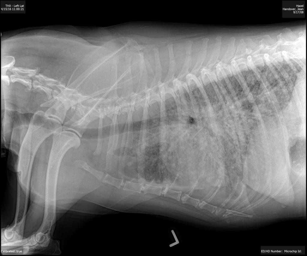 One of the radiographs taken of Hazel.