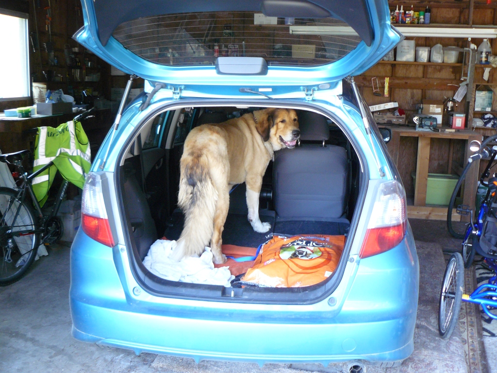 Brandy's first look at his new home from the back of the car in the garage.