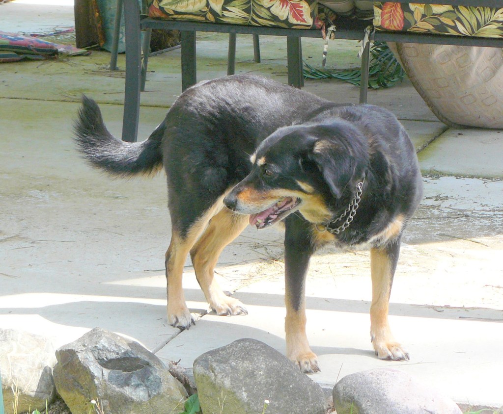 Hazel taking a very slow walk outside.