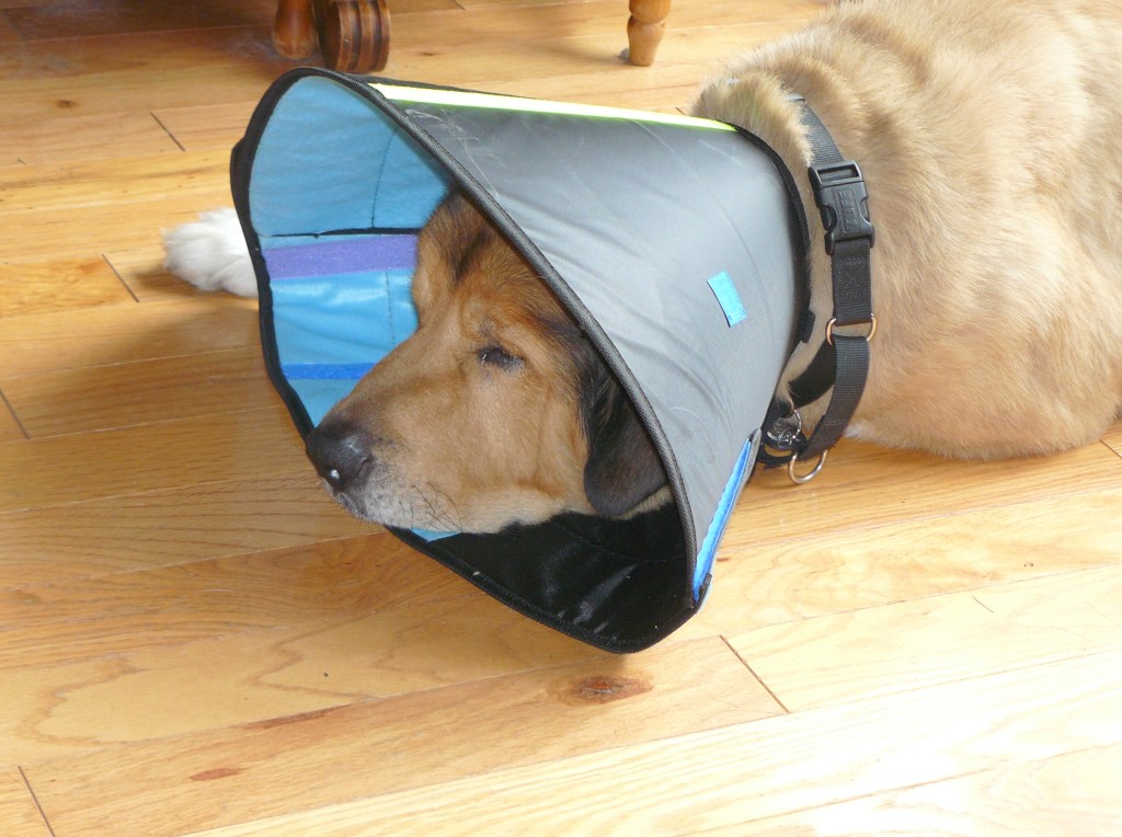 And I can't even lick my balls!