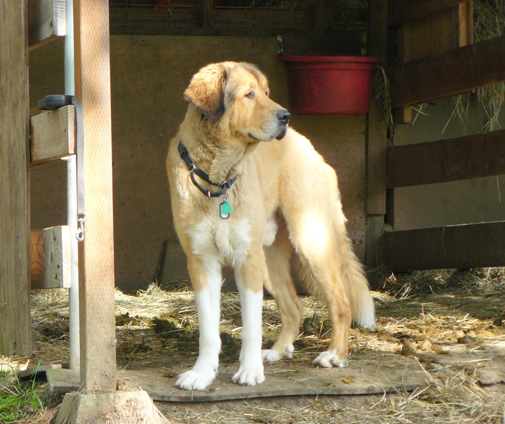 Checking out the stables yesterday (Sunday) morning.