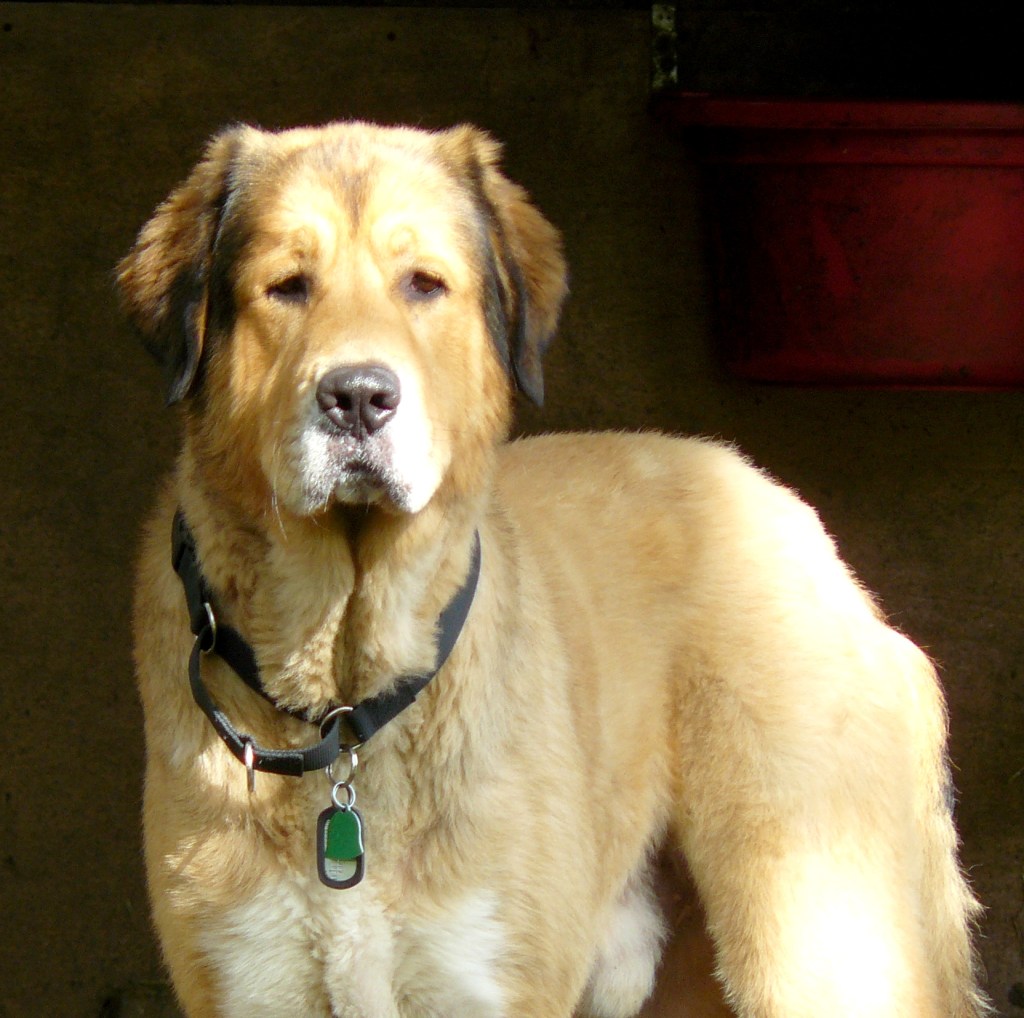 Behind that placid expression is the most docile, loving brain and heart one could ever wish for!