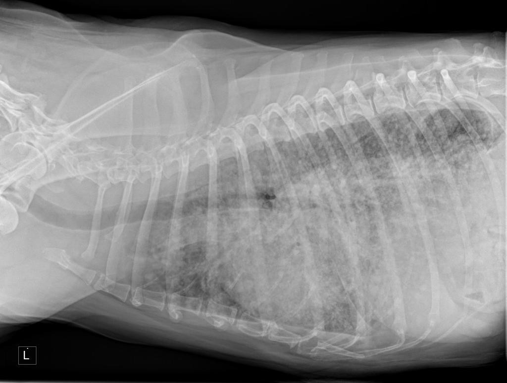 Xray image as of the morning of May 12th, 2016.