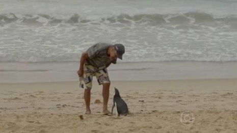 The prodigal penguin returns (Picture: TV Globo)