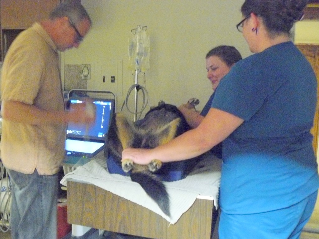 Dr. Parker to the left being assisted by clinic staff as he examines Hazel ultra-sonically.