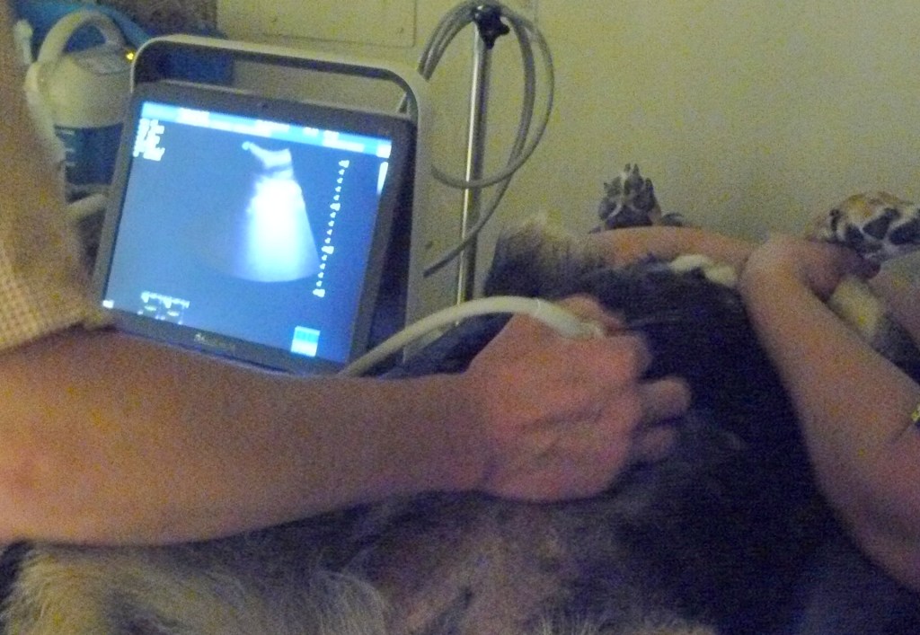 Nothing frightening seen!