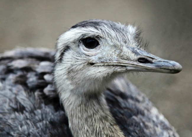 Nandu Greater Rhea